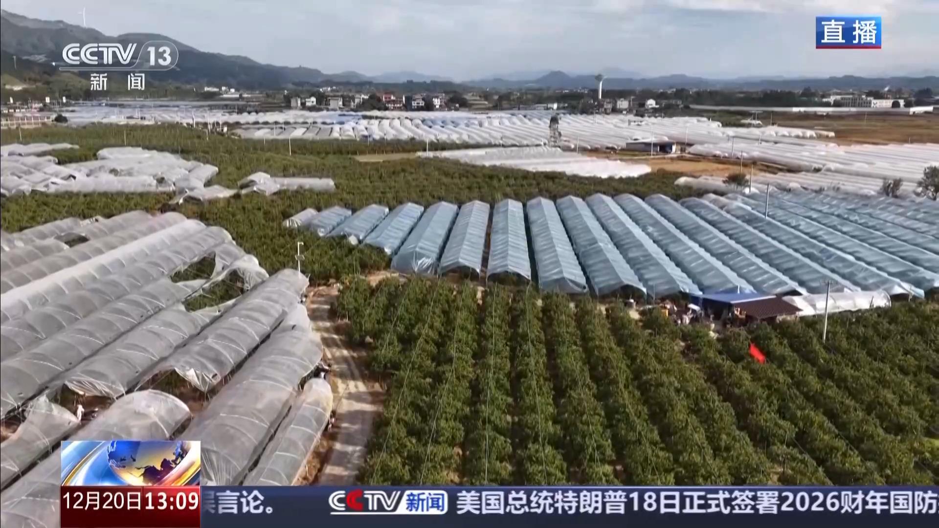 视频丨打破季节束缚 现代农业技术让“柑橘”经济再提速