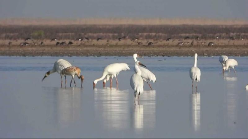 冬候鸟齐聚鄱阳湖南矶湿地 万鸟翔集成壮观景象